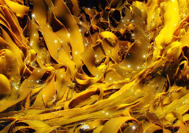Alga Kelp